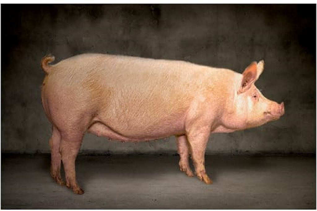 Minidot Agro-Allied Farms β Piggery and other livestock farm